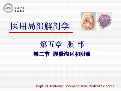 医用局部解剖学-腹股沟区和阴囊