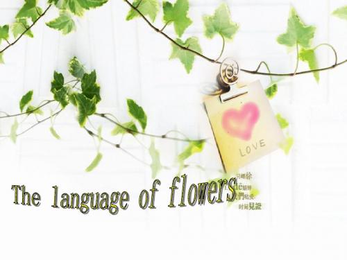 the language of flowers花语PPT