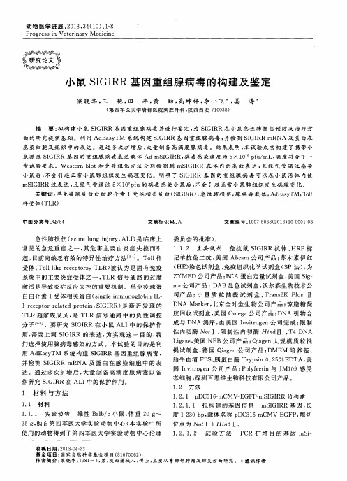 小鼠SIGIRR基因重组腺病毒的构建及鉴定