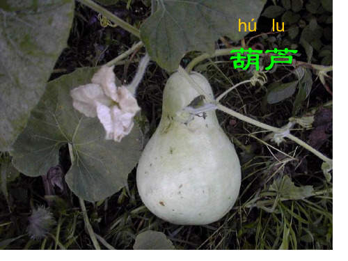 《我要的是葫芦》ppt修改省名师优质课赛课获奖课件市赛课一等奖课件