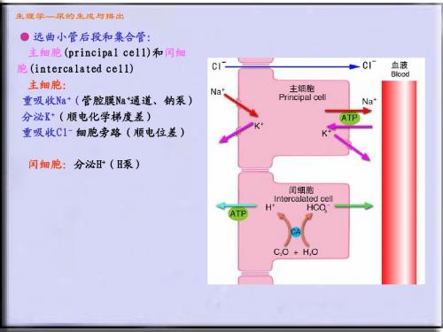 肾的排泄功能2