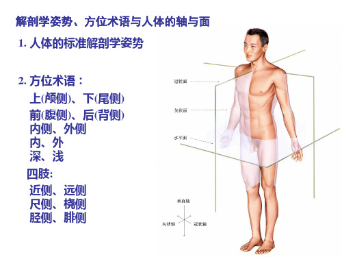 人体基本结构