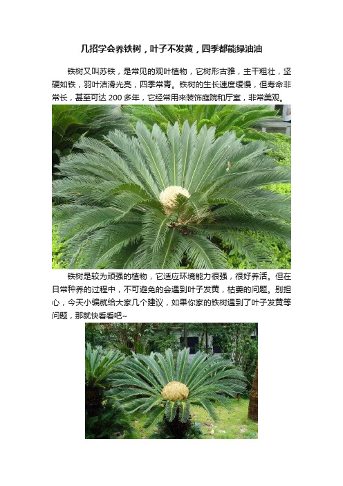 几招学会养铁树，叶子不发黄，四季都能绿油油