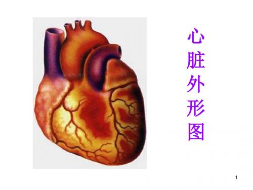 最新苏科版八年级生物上册 第14章 第1节 人体内物质的运输(心脏)