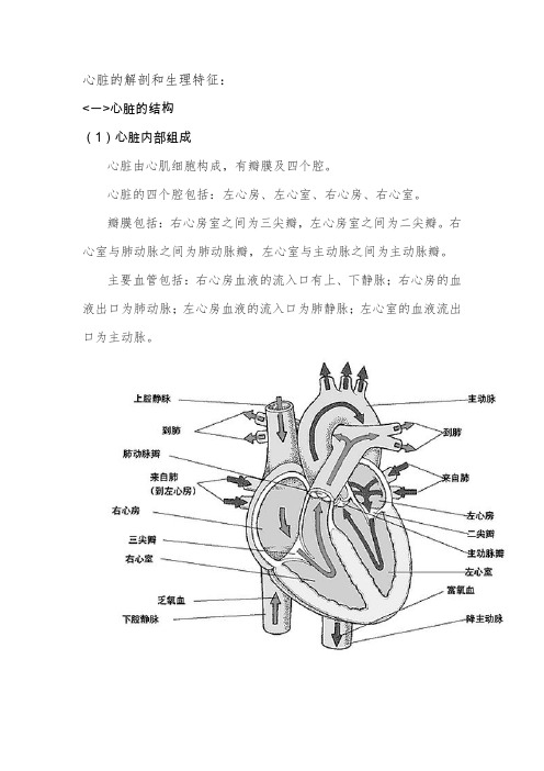 心脏的解剖和生理特征