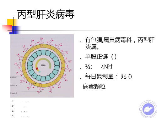 丙型肝炎实验诊断研究进展课件