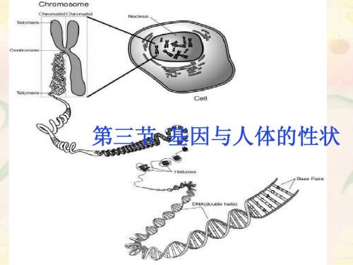 八年级生物基因与人体的性状