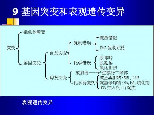 基因突变和表观遗传变异