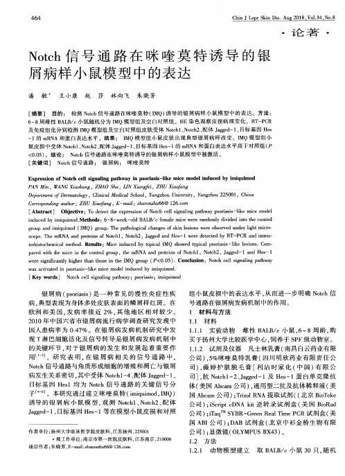Notch信号通路在咪喹莫特诱导的银屑病样小鼠模型中的表达