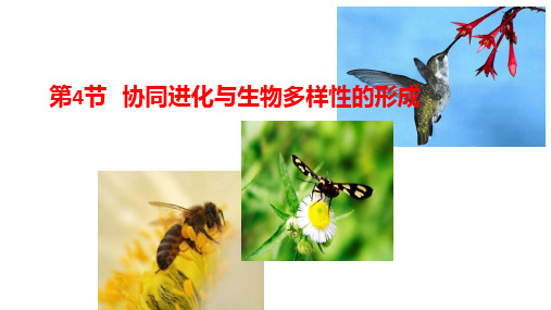 (新教材)高中生物《协同进化与生物多样性的形成》ppt精美课件人教版2