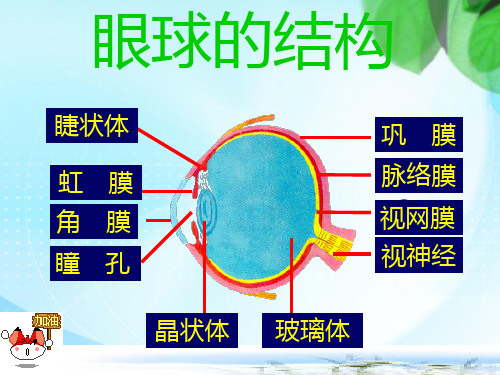 视觉和听觉PPT课件