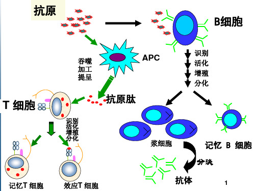 医学免疫学第六版3抗原