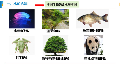 细胞中的水-结构功能课件-高一生物人教版(2019)必修1