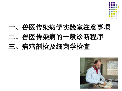 鸡胚收获原则上接种什么部位