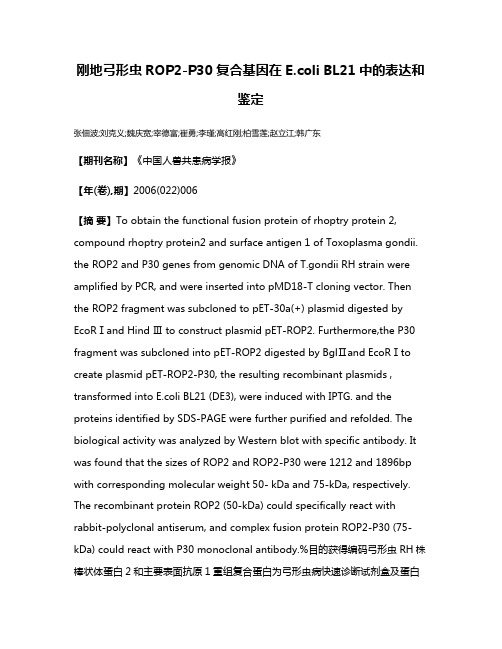 刚地弓形虫ROP2-P30 复合基因在E.coli BL21中的表达和鉴定
