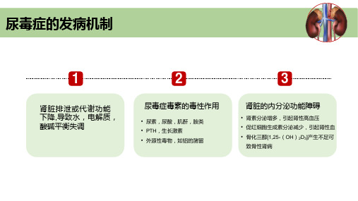 尿毒症并发症的急救和护理课件