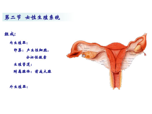 系统解剖学-女性生殖系统