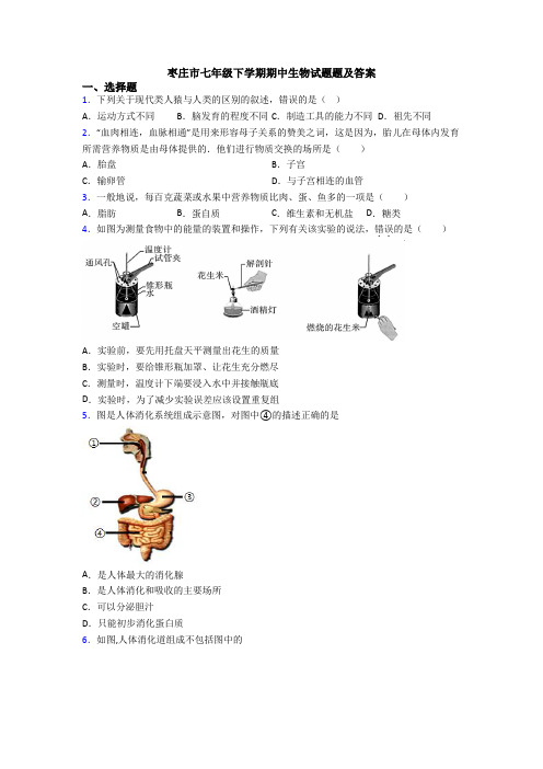 枣庄市七年级下学期期中生物试题题及答案