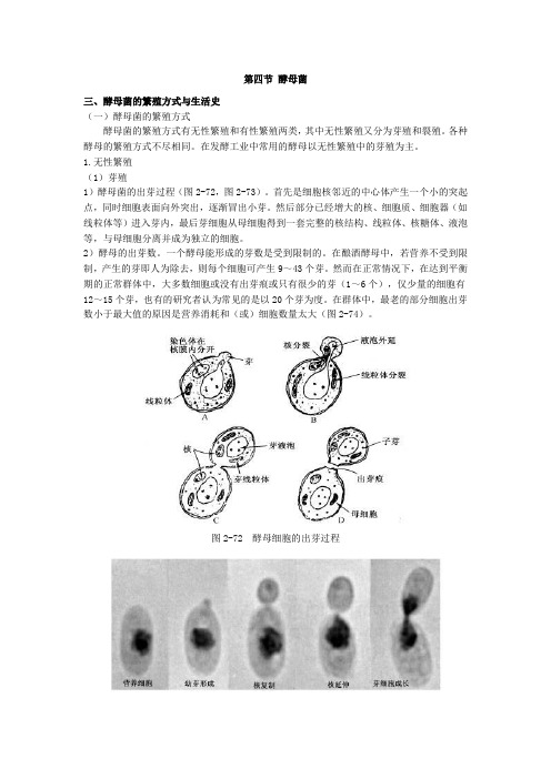 酵母菌综述