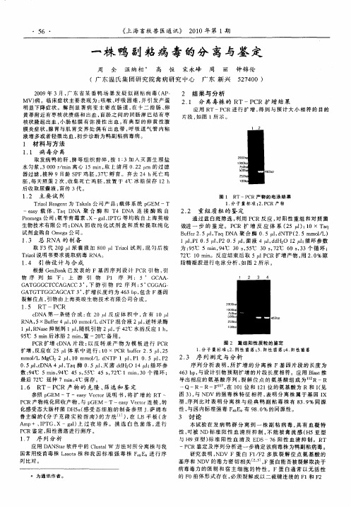 一株鸭副粘病毒的分离与鉴定