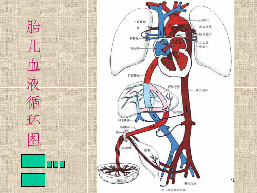 胎儿循环图解PPT演示课件