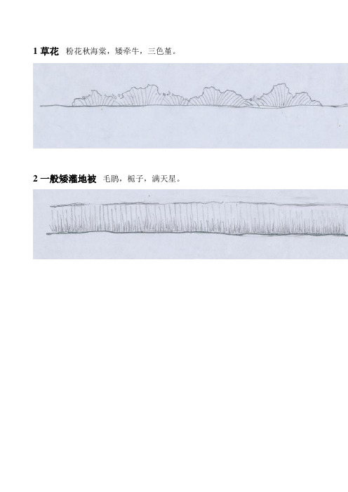 南方常用园林植物