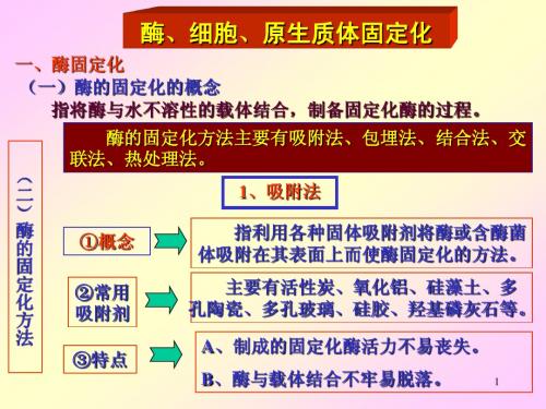 06酶、细胞、原生质体固定化