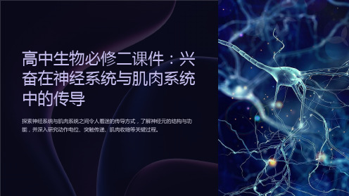 《高中生物必修二课件：兴奋在神经系统与肌肉系统中的传导》