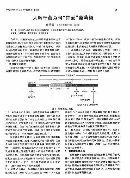 大肠杆菌为何“钟爱”葡萄糖