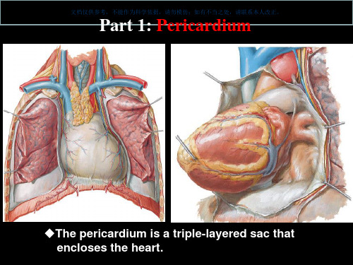 心包心壁和心的神经支配课件