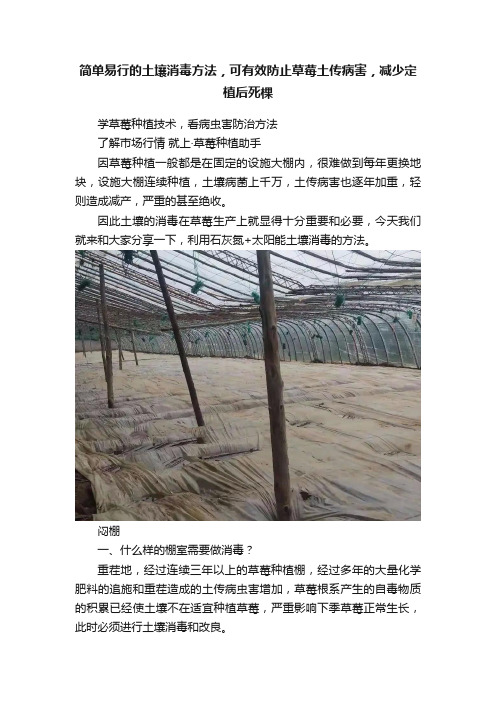 简单易行的土壤消毒方法，可有效防止草莓土传病害，减少定植后死棵