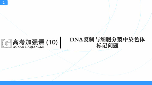 一轮复习课件DNA复制与细胞分裂中染色体标记问题