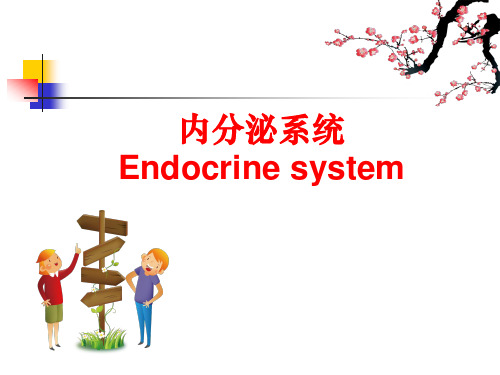 内分泌系统ppt课件
