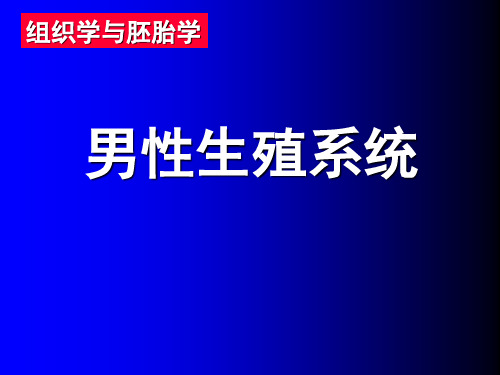 组织学与胚胎学-男性生殖系统