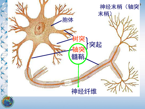 反射与反射弧资料