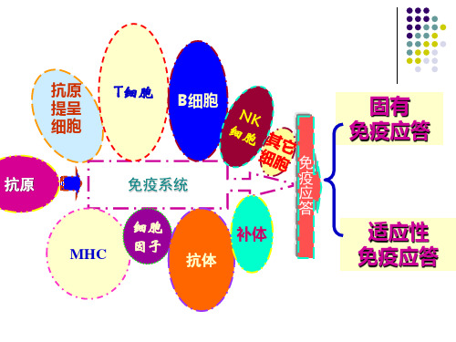 第13章B细胞介导的体液免疫应答