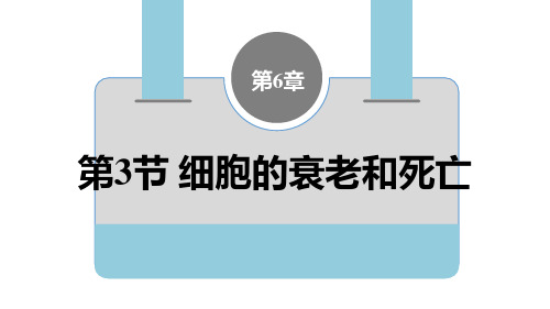 细胞的衰老和死亡ppt课件