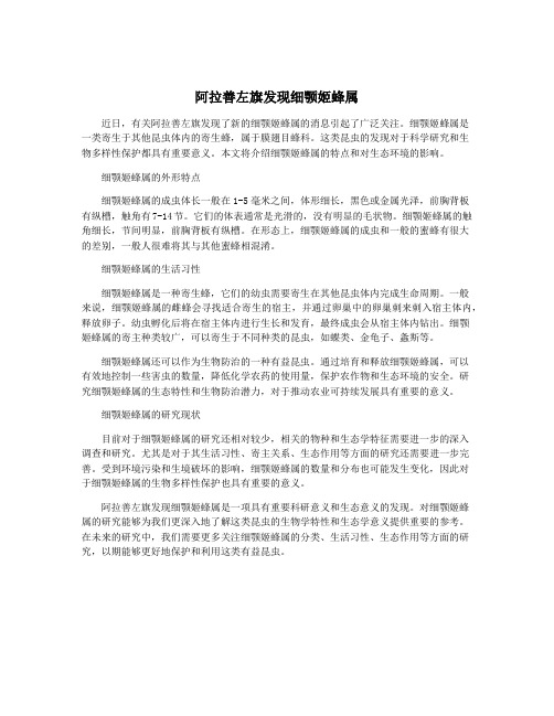 阿拉善左旗发现细颚姬蜂属