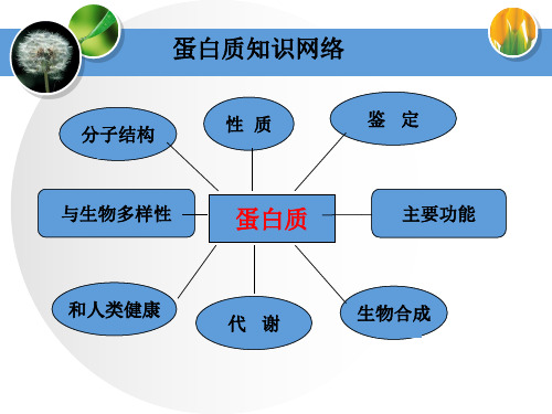 蛋白质专题复习PPT幻灯片