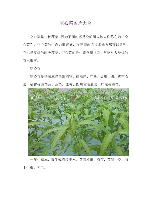 空心菜图片大全