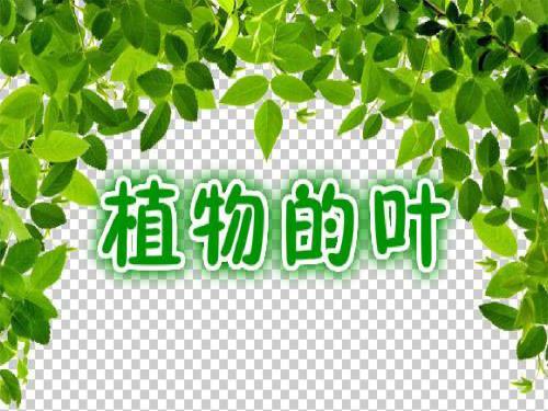 教科版科学三上《植物的叶》PPT课件