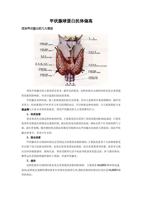 甲状腺球蛋白抗体偏高