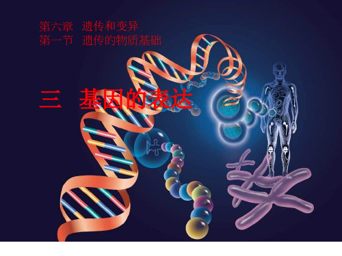 生物基因的表达课件03教学文案