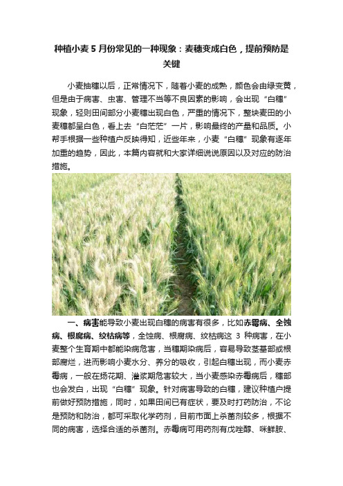 种植小麦5月份常见的一种现象：麦穗变成白色，提前预防是关键