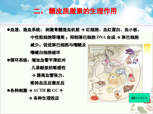 糖皮质激素及其临床应用PPT.