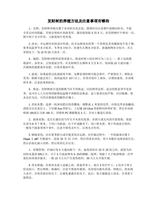 发财树的养殖方法及注意事项有哪些