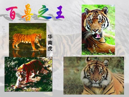 华南虎
