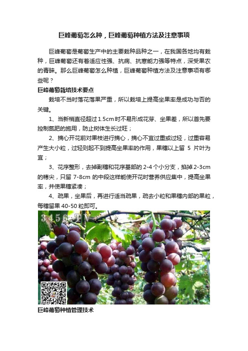 巨峰葡萄怎么种，巨峰葡萄种植方法及注意事项