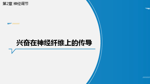 新教材新高考生物复习专题-兴奋在神经纤维上的传导