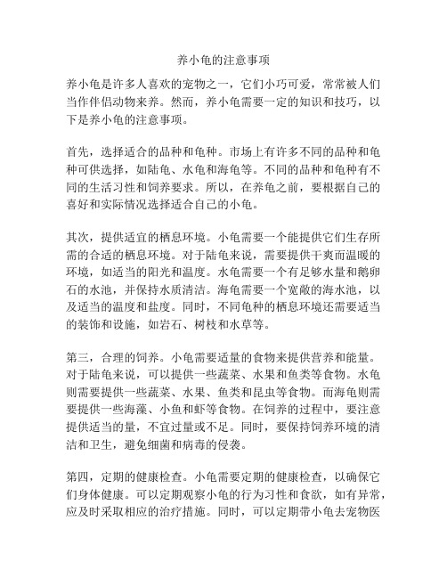 养小龟的注意事项